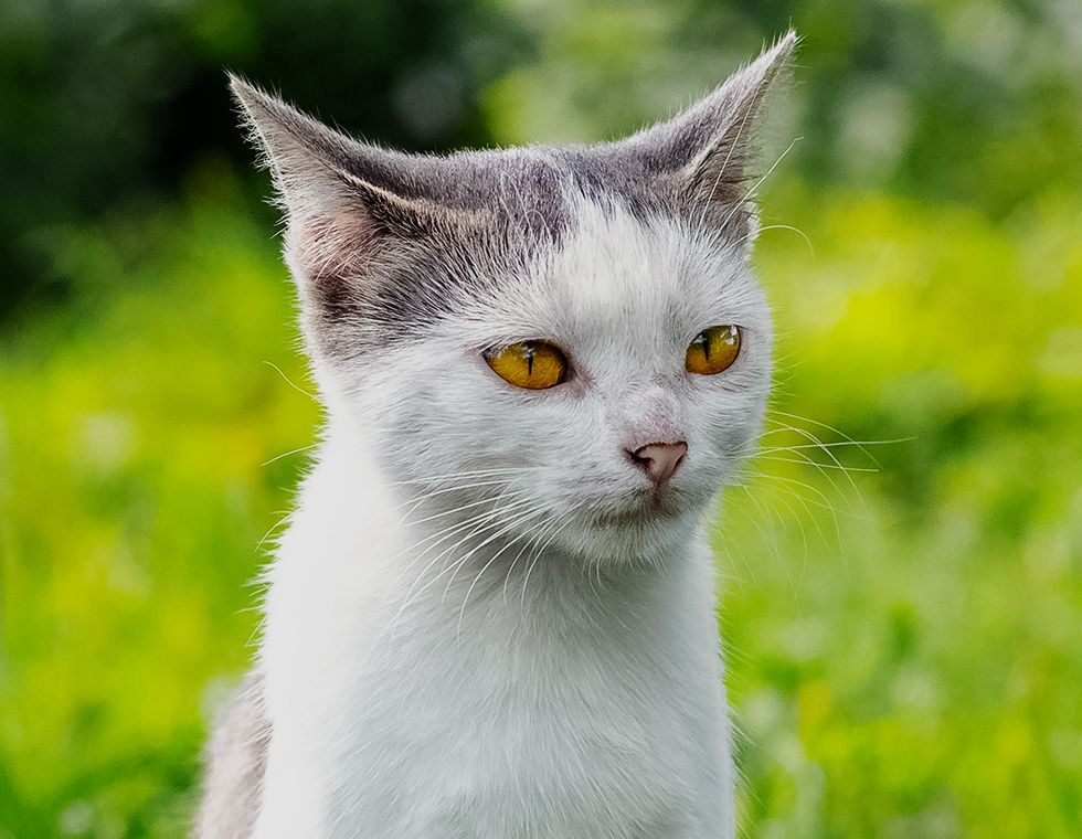 white and gray kitten sitting on green grass