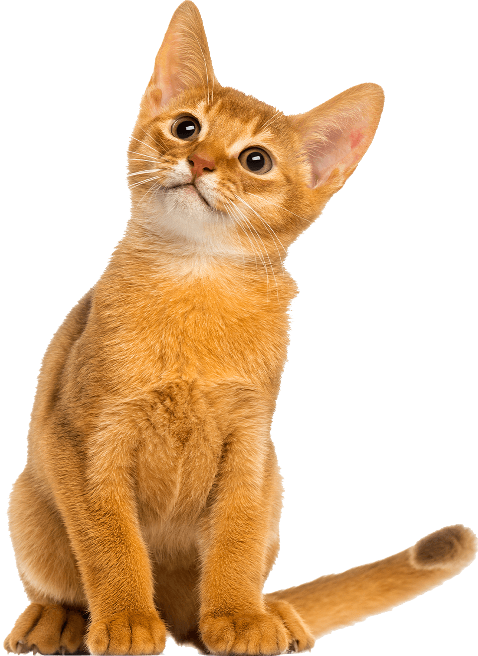 abyssinian kitten sitting looking up alert with transparent background