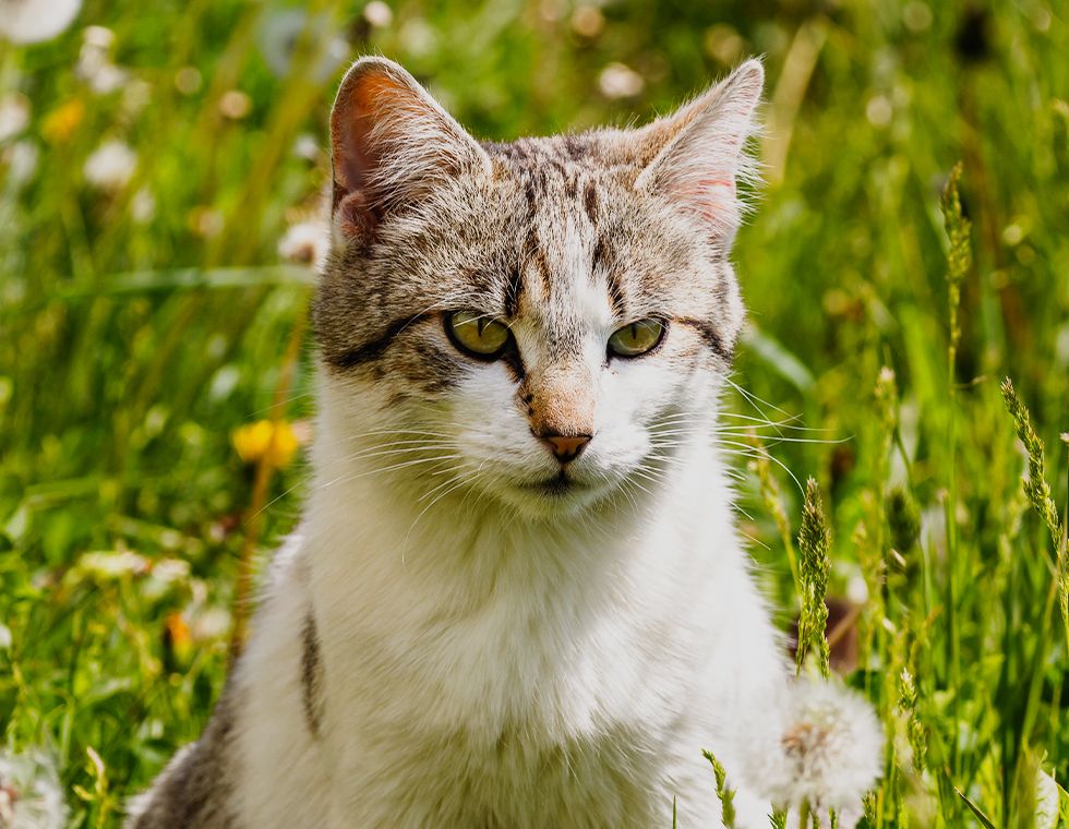 white and gray cat sitting on green grass