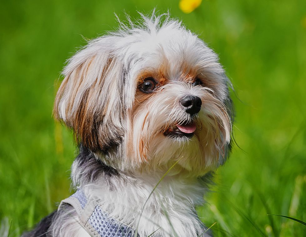 cute small puppy in the garden