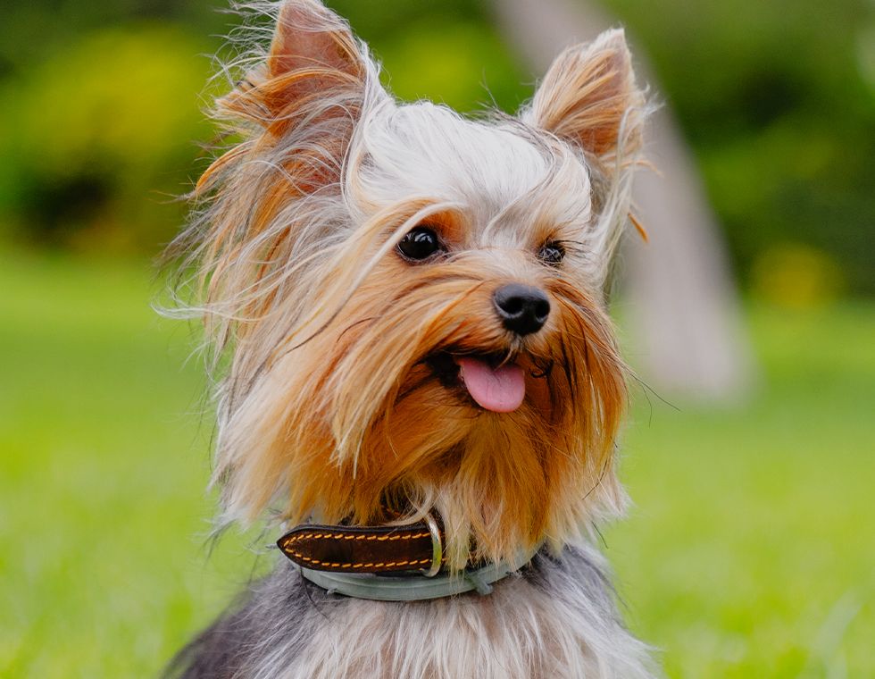 cute long haired yorkshire terrier dog with a green blurry background