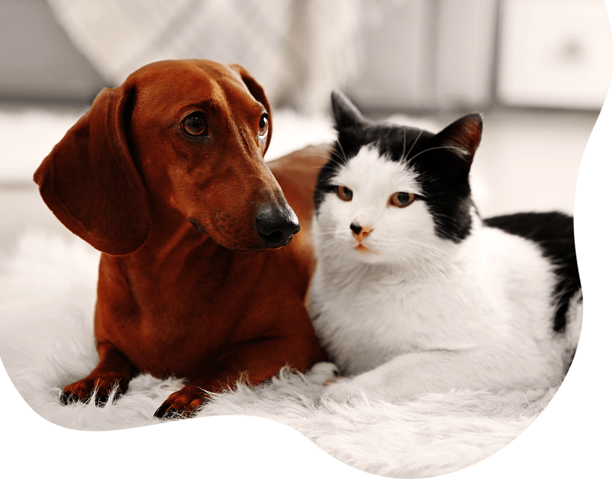 cute black and white cat and dachshund dog on rug at home