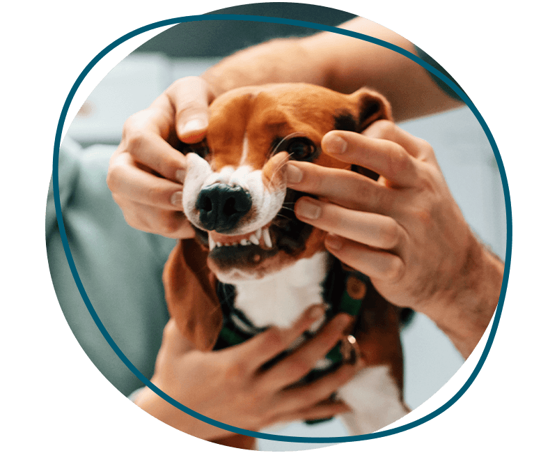 vet showing dog's teeth