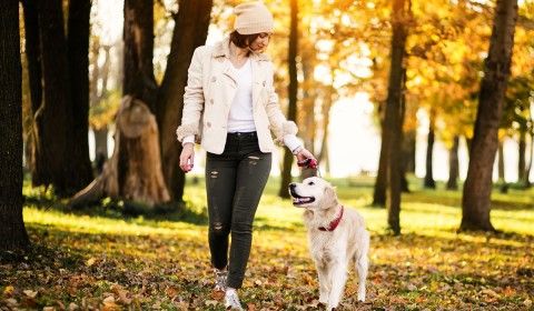 Fall Pet Safety Tips: Keeping Your Pets Safe During the Season