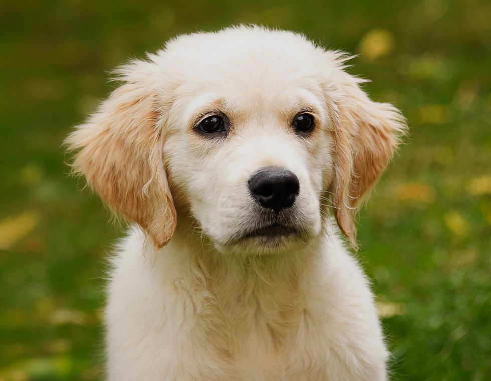 golden retriever puppy sitting on green grass