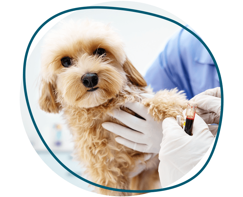 vet taking a blood sample from dog