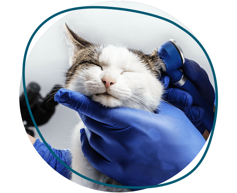 veterinarian checking cat's ear with otoscope