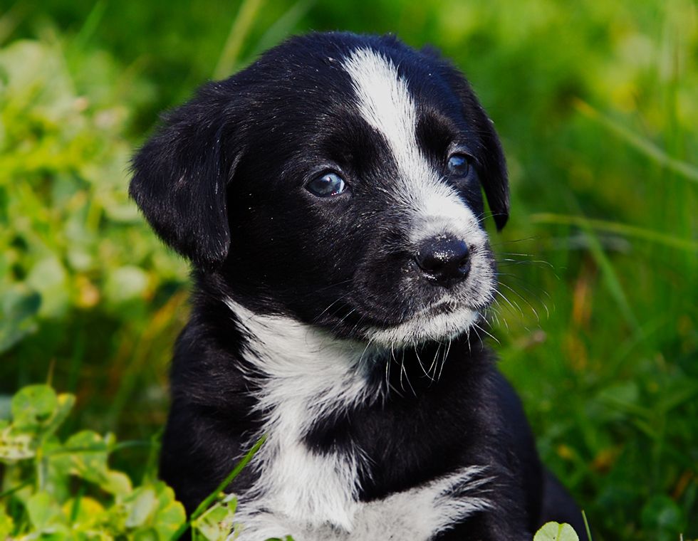 adorable white and black puppy in the garden