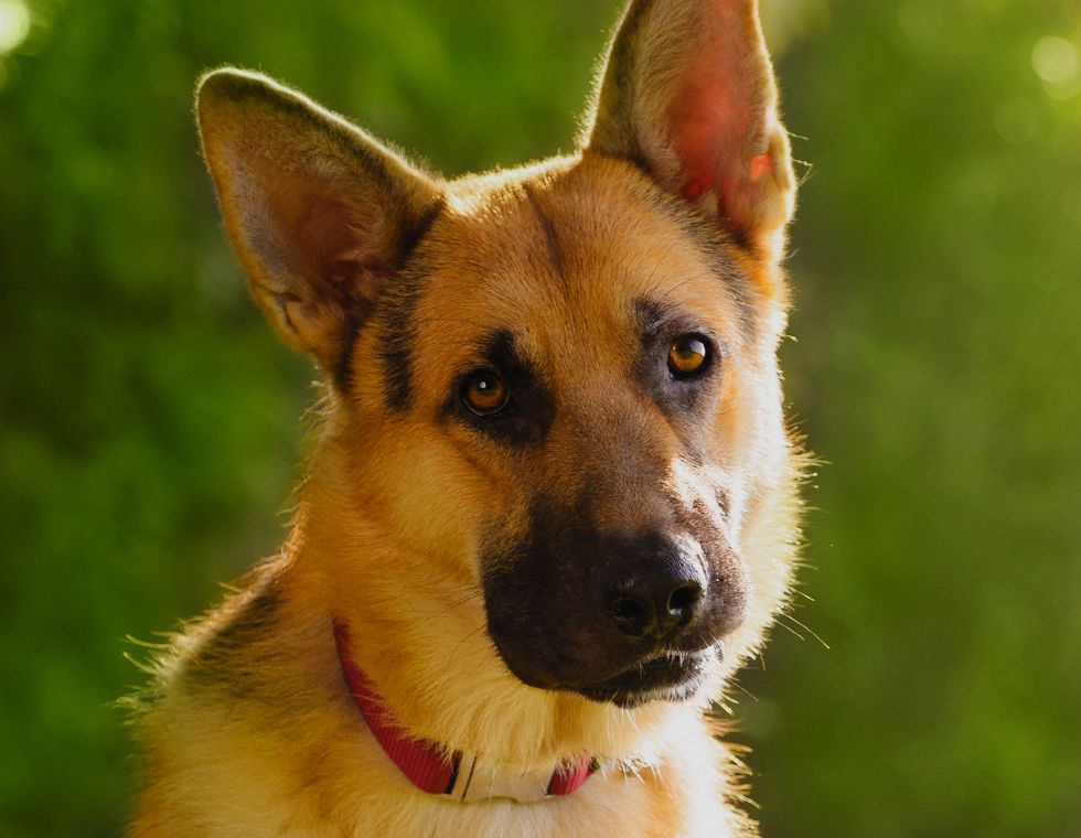 german shepherd dog looking at the camera