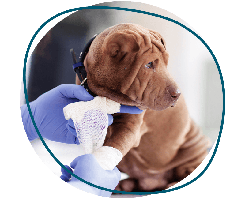 veterinarian bandaging a puppy