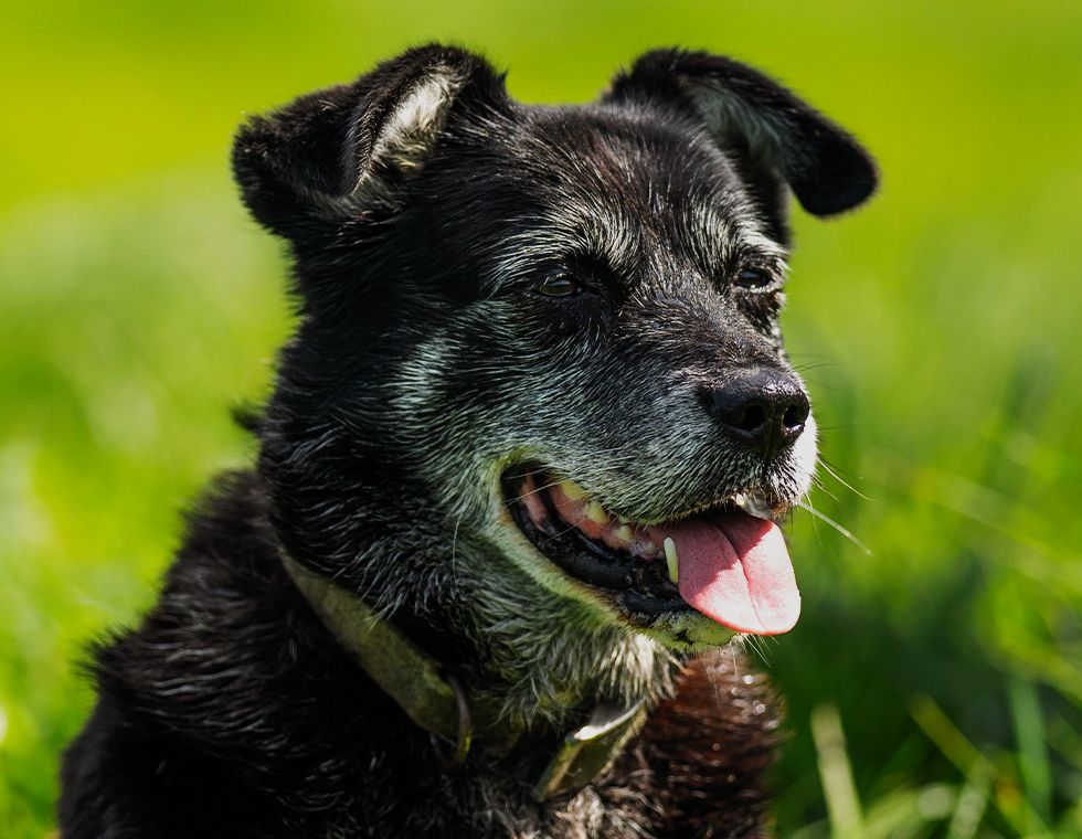 old black shepherd dog sitting on green grass