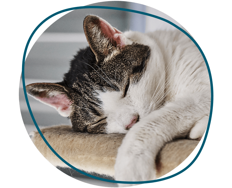 striped cat sleeping on a cat tree