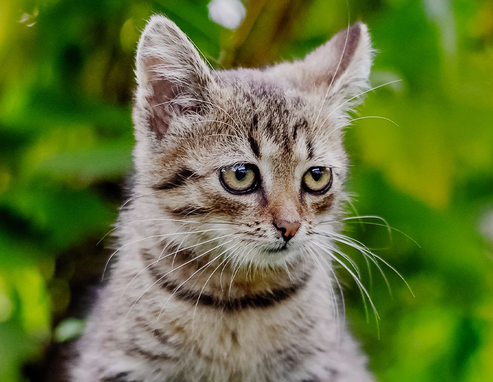 furry striped cat sitting on green grass