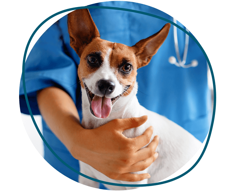 smiling jack russell terrier mix dog at the vet