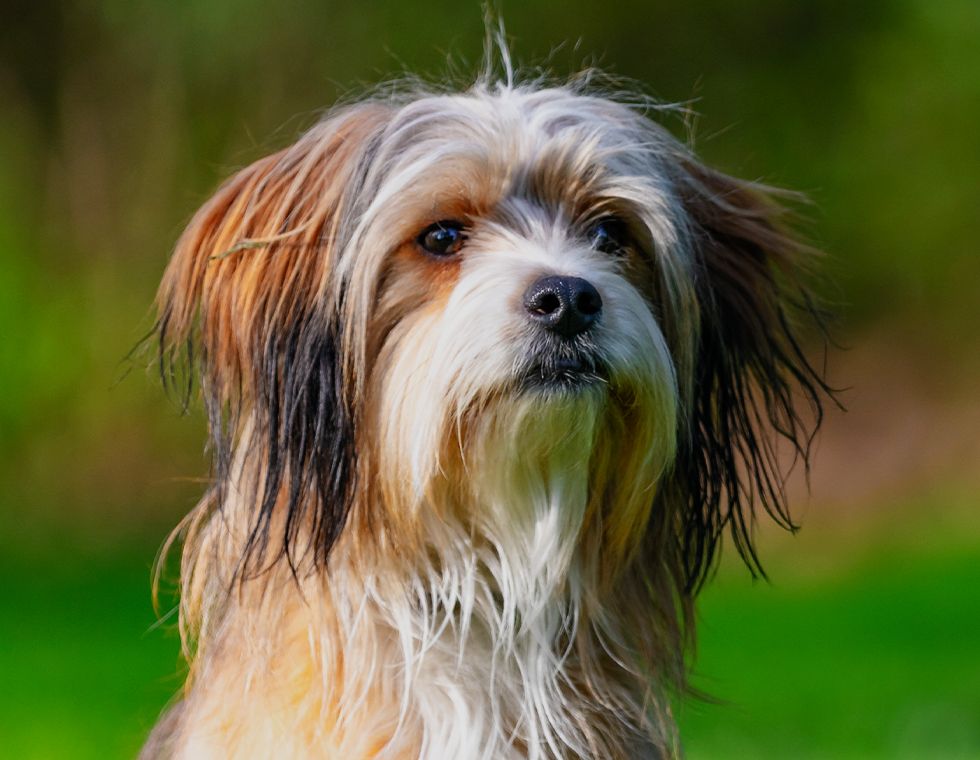 furry shih tzu dog with a green blurred background