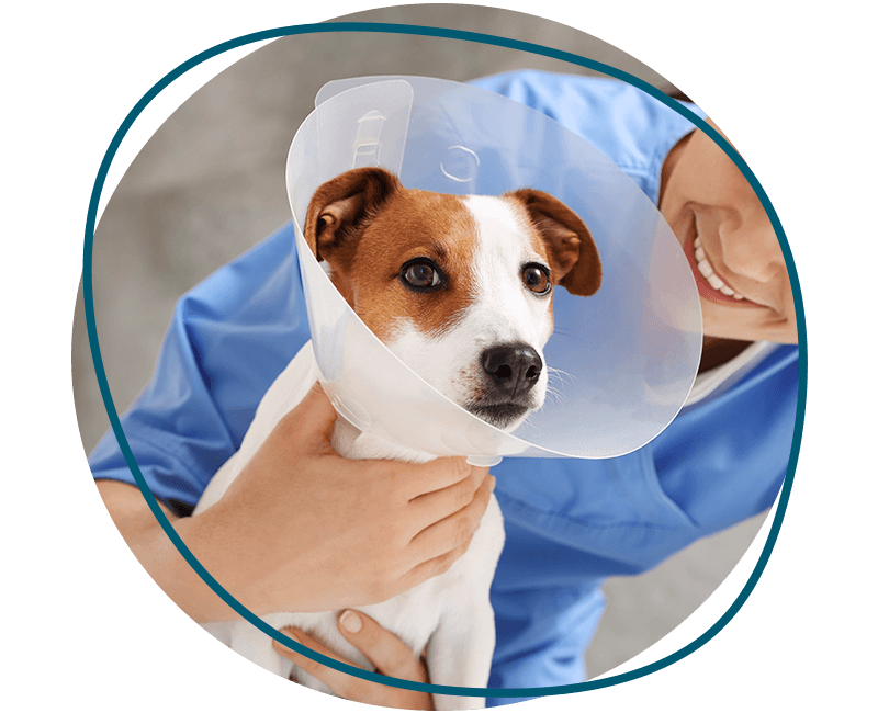 veterinarian and jack russell terrier dog wearing medical plastic collar