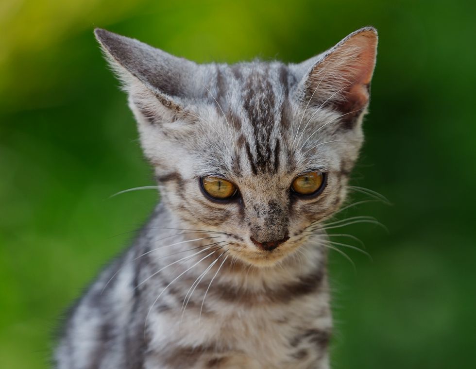 aamerican shorthair kitten in the garden