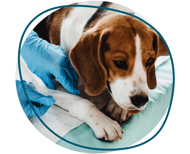 basset hound at the vet for an emergency