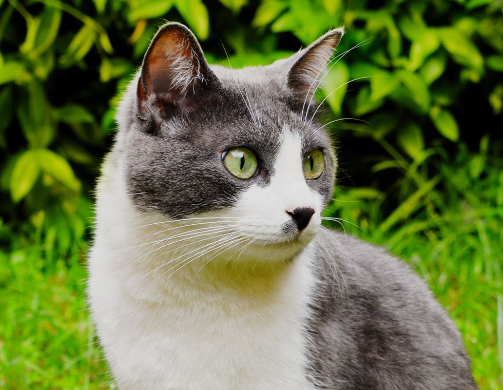 gray and white cat in the garden