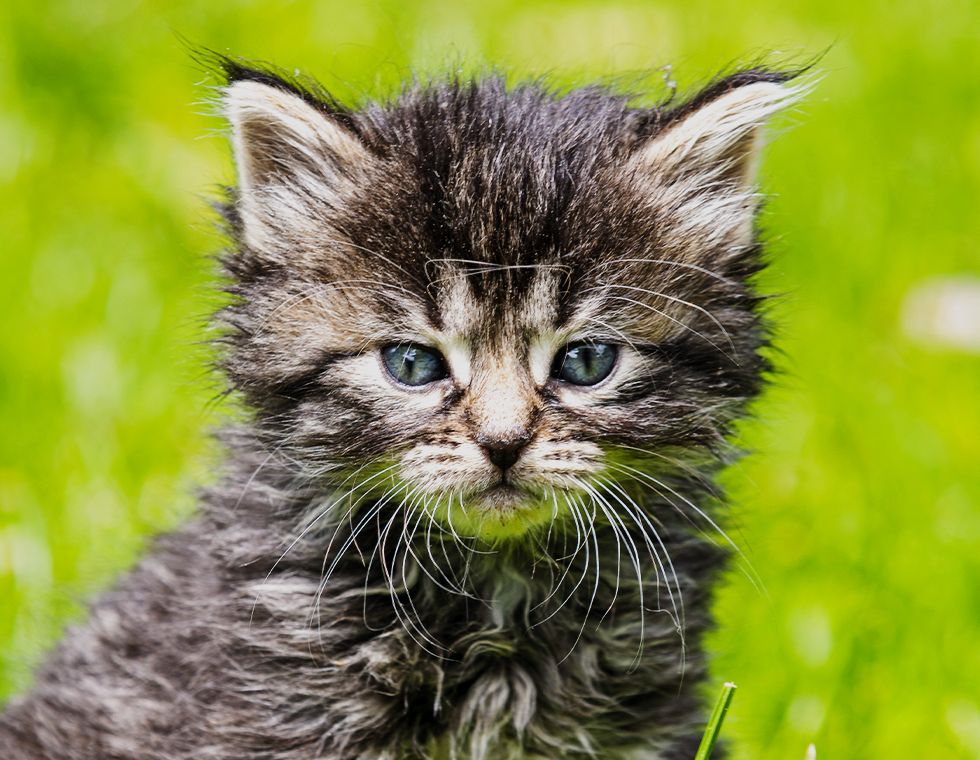 furry gray kitten in the garden