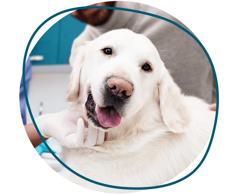 smiling labrador dog at the vet