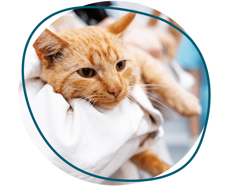 veterinarian wearing a white coat holding an adult orange cat