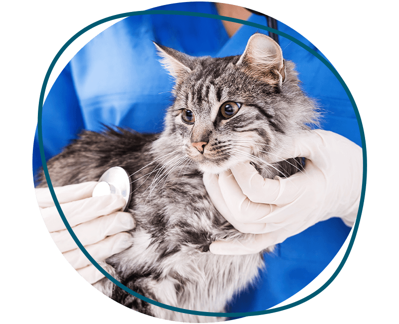 furry gray kitten during a examination