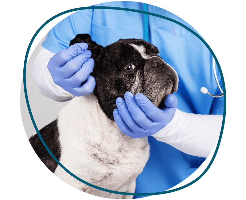 veterinarian checking dog's ear